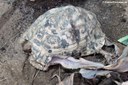 Stigmochelys pardalis