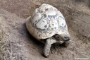 Stigmochelys pardalis