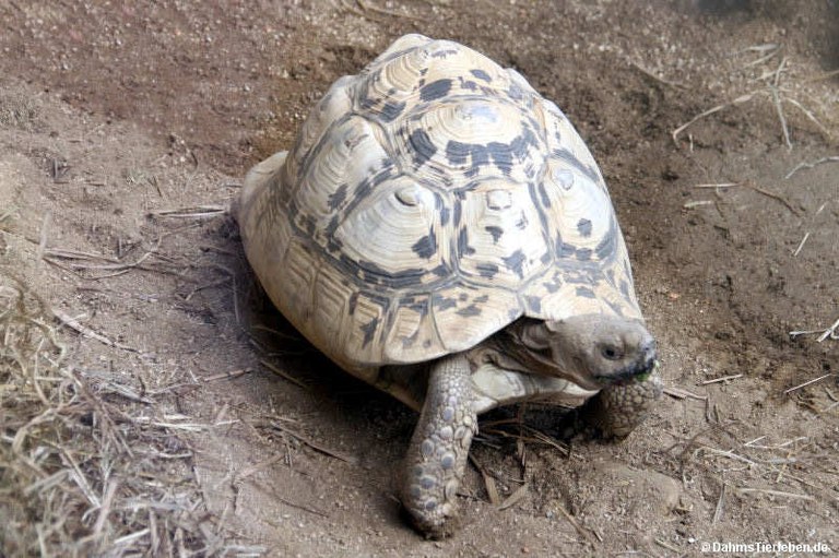 Stigmochelys pardalis