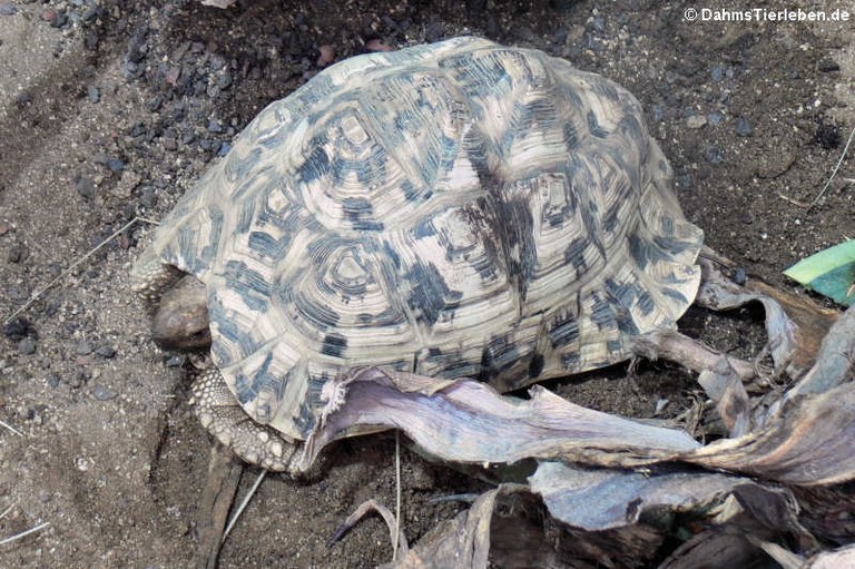 Stigmochelys pardalis