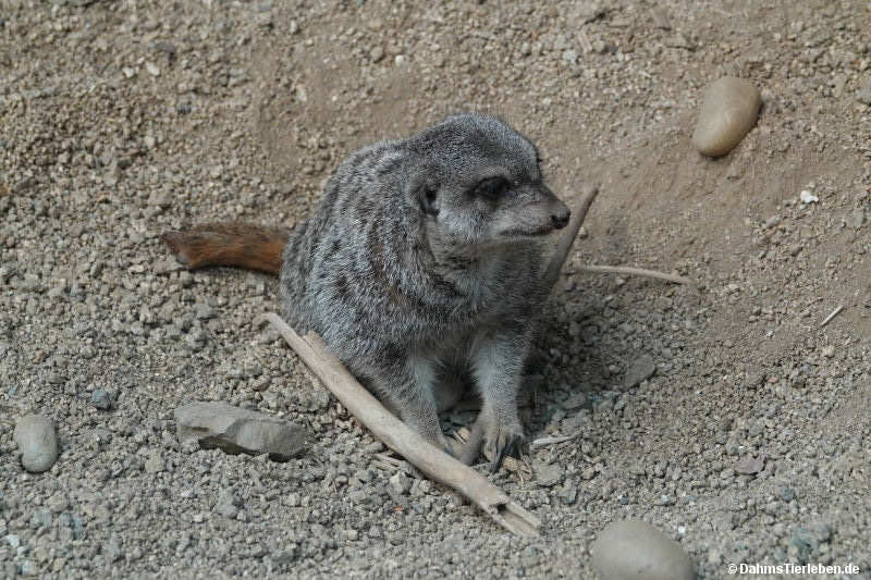 Suricata suricatta