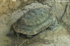 Cyrenaika-Landschildkröte (Testudo graeca cyrenaica) im Reptilium Landau