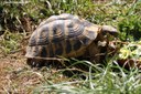 Testudo hermanni