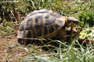 Griechische Landschildkröte (Testudo hermanni)