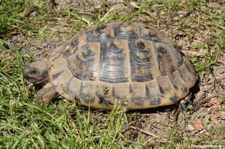 Testudo hermanni