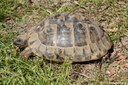 Testudo hermanni