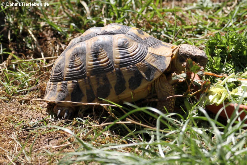 Griechische Landschildkröte (Testudo hermanni)