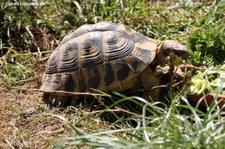 Griechische Landschildkröte (Testudo hermanni) im Reptilium Landau