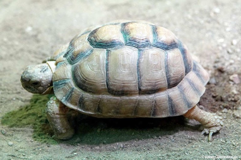 Testudo kleinmanni