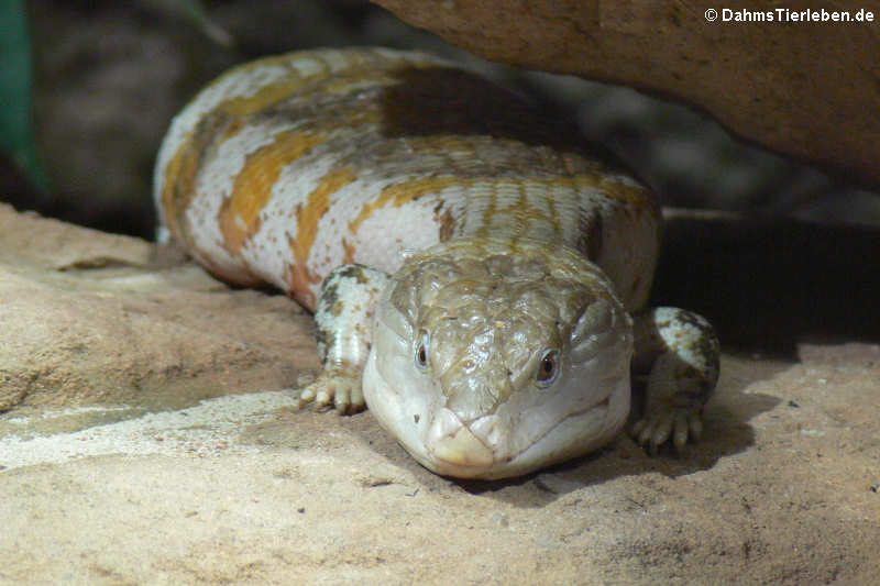 Merauke-Blauzungenskink Tiliqua gigas evanescens-2
