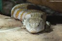 Tiliqua gigas evanescens