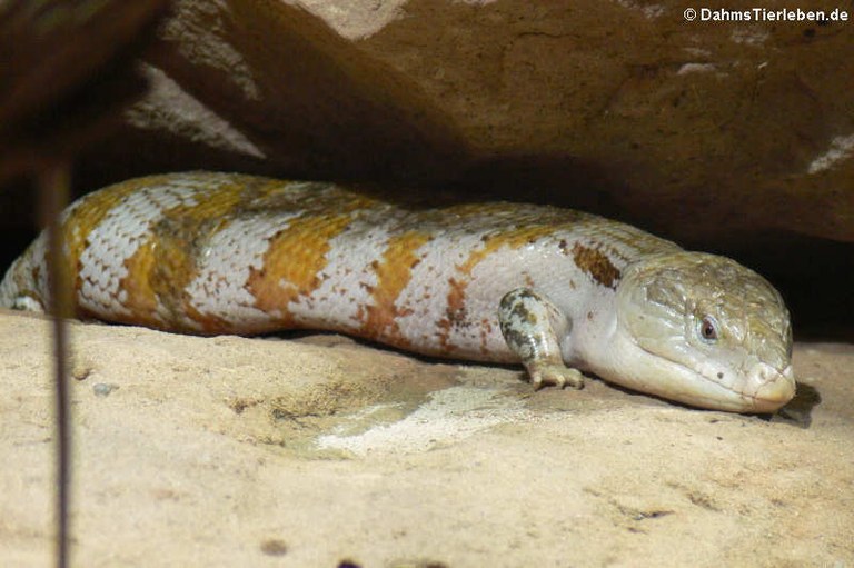 Tiliqua gigas evanescens