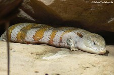 Südlicher Neuguinea-Blauzungenskink (Tiliqua gigas evanescens) im Reptilium Landau