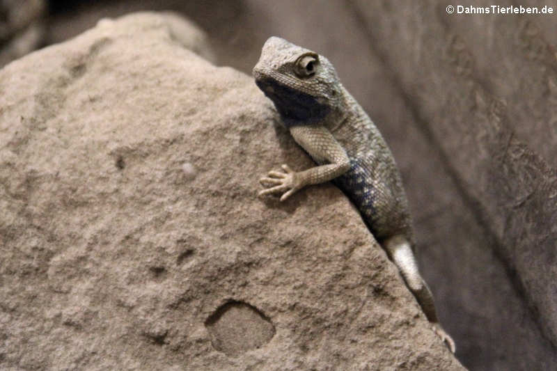 Wüstenagame (Trapelus mutabilis)