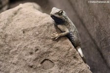 Wüstenagame (Trapelus mutabilis) im Reptilium Landau