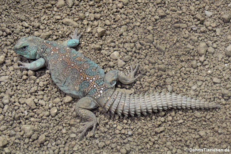 Geschmückter Dornschwanz Uromastyx ocellata-5