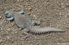 Geschmückte Dornschwanzagame (Uromastyx ocellata) im Reptilium Landau