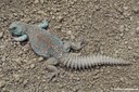 Uromastyx ocellata