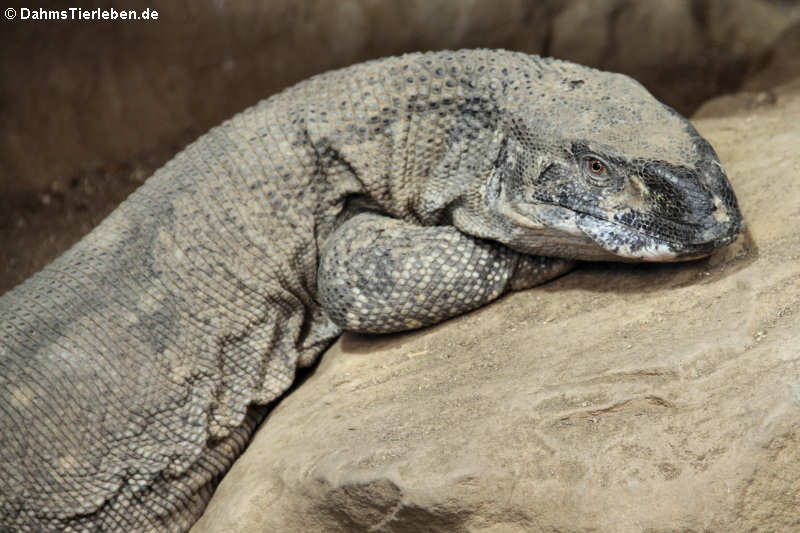 Kapwaran Varanus albigularis-2