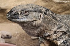 Kapwaran (Varanus albigularis) im Reptilium Landau