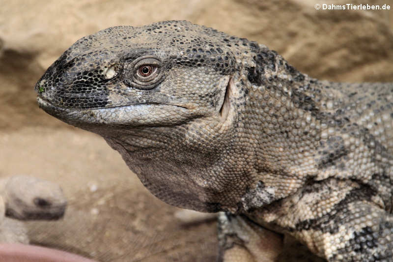 Varanus albigularis