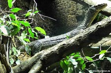 Blauschwanzwaran (Varanus doreanus) im Reptilium Landau