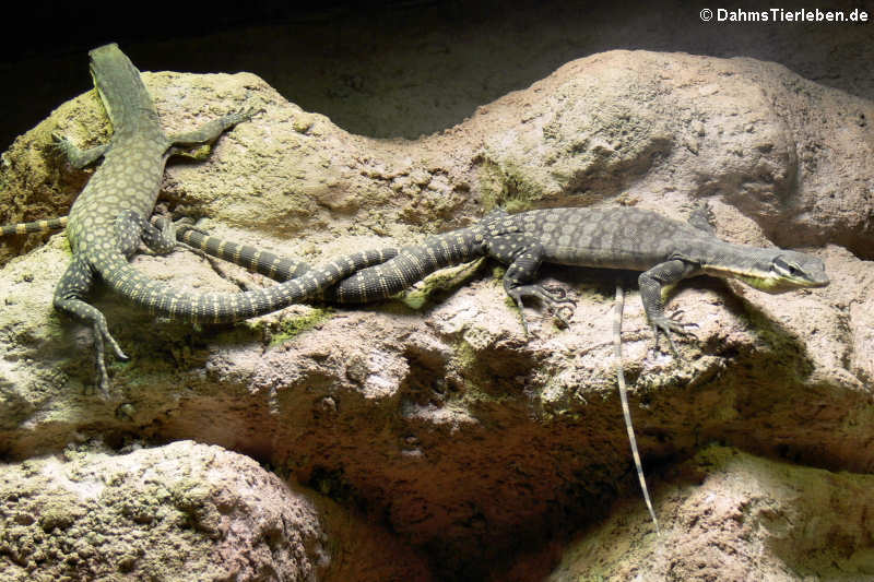 Glauert's Felswarane (Varanus glauerti)