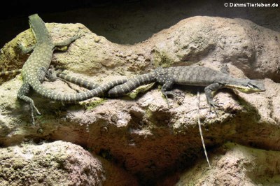 Glauert's Felswarane (Varanus glauerti)