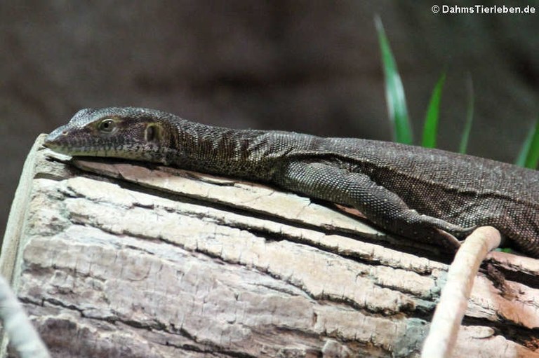 Varanus mertensi