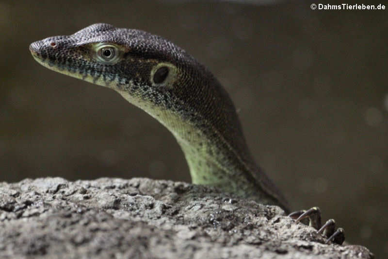 Mertens Wasserwaran Varanus mertensi-2