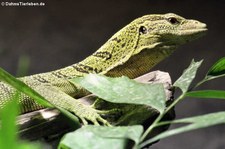 Reisingers Baumwaran (Varanus reisingeri) im Reptilium Landau