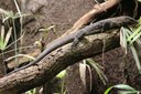Varanus rudicollis