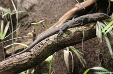 Rauhnackenwaran (Varanus rudicollis) im Reptilium Landau