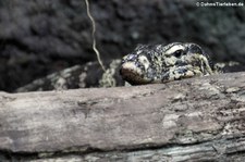 Bindenwaran (Varanus salvator) im Reptilium Landau