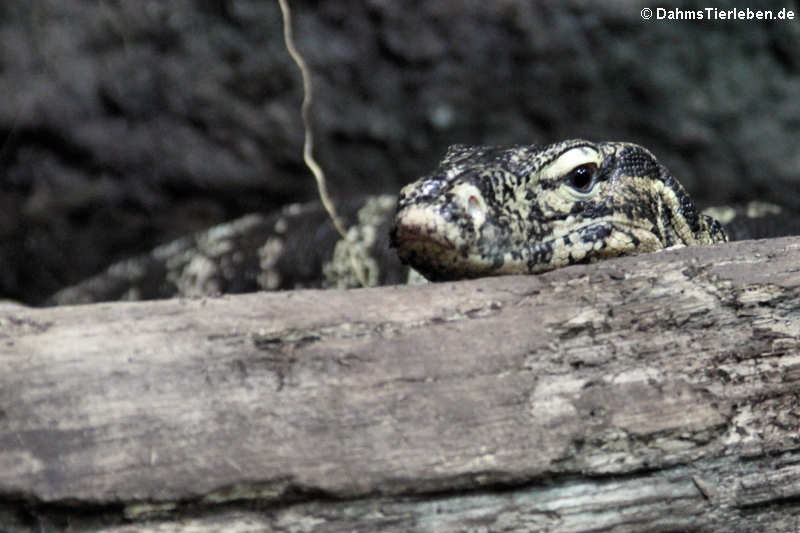 Varanus salvator