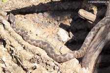 Südliche Hornotter (Vipera ammodytes meridionalis) im Reptilium Landau