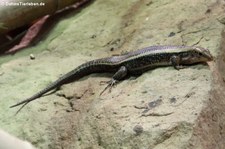 Breitschwanz-Ringelschildechse (Zonosaurus laticaudatus) im Reptilium Landau