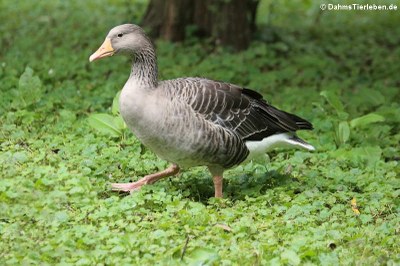 Graugans (Anser anser)