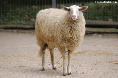 Bentheimer Landschaf (Ovis orientalis f. aries)