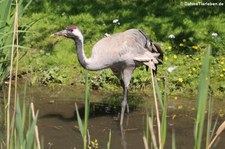 Kranich (Grus grus) im Wildpark Reuschenberg