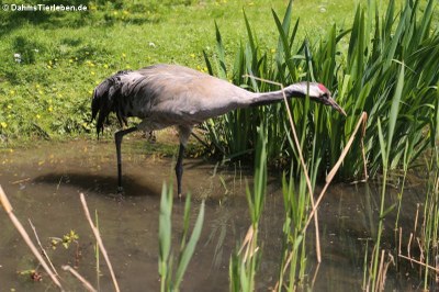 Kranich (Grus grus)