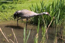 Kranich (Grus grus) im Wildpark Reuschenberg