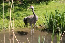 Kranich (Grus grus) im Wildpark Reuschenberg