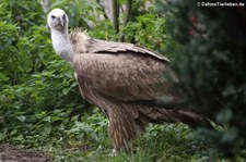 Gänsegeier (Gyps fulvus) im Wildpark Reuschenberg