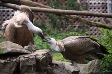 Gänsegeier (Gyps fulvus) im Wildpark Reuschenberg