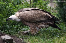 Gänsegeier (Gyps fulvus) im Wildpark Reuschenberg
