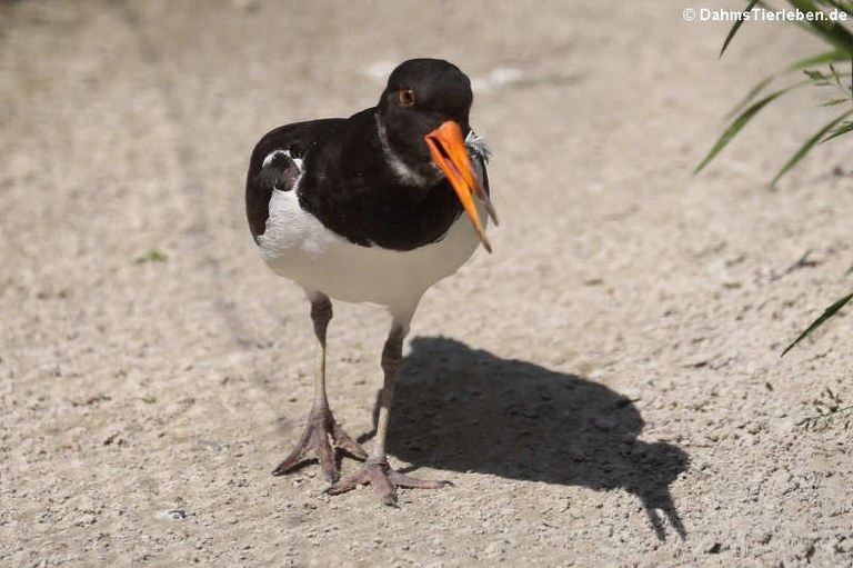 Haematopus ostralegus