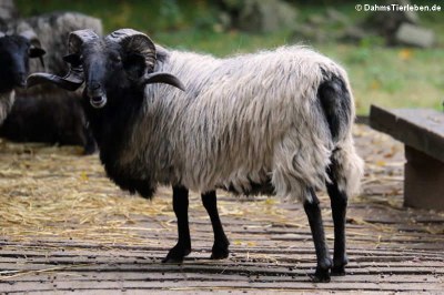 Graue gehörnte Heidschnucke (Ovis orientalis f. aries)