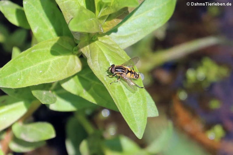 Helophilus pendulus