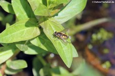 Gemeine Sumpfschwebfliege (Helophilus pendulus), aufgenommen in Leverkusen